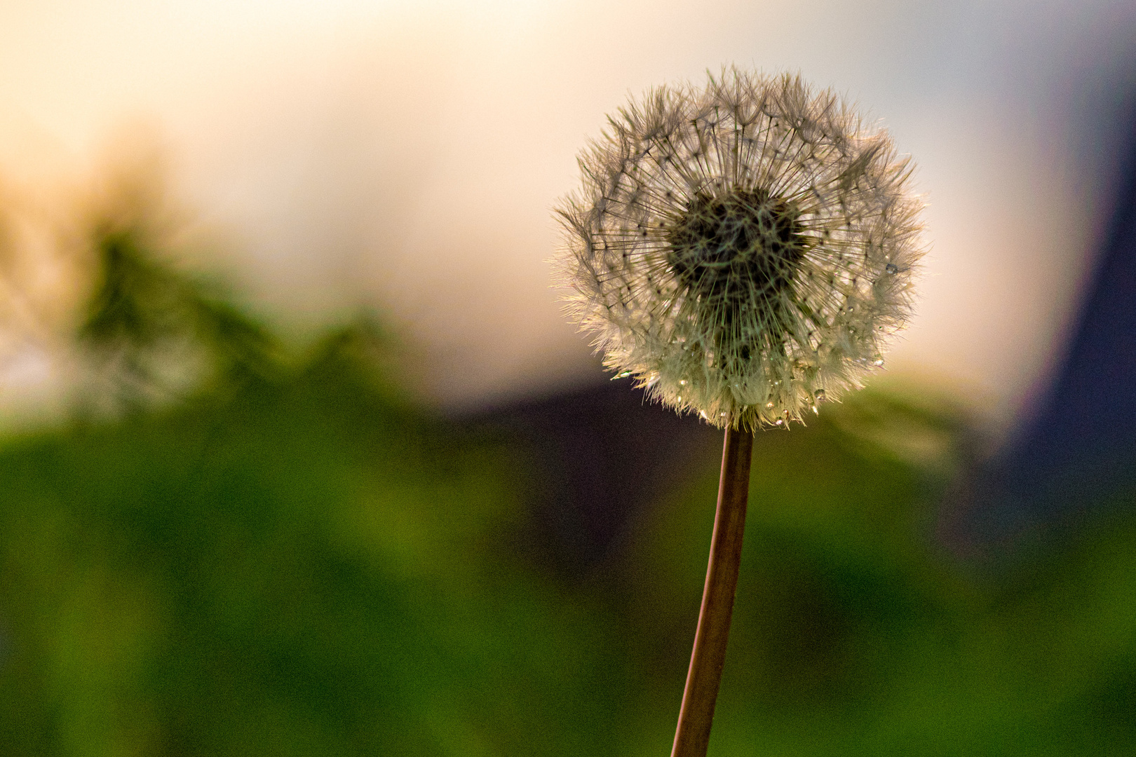 Pusteblume2