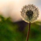 Pusteblume2