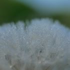 Pusteblume3