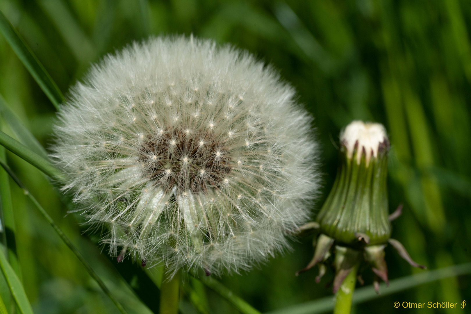 Pusteblume_3