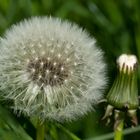 Pusteblume_3