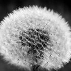 Pusteblume3