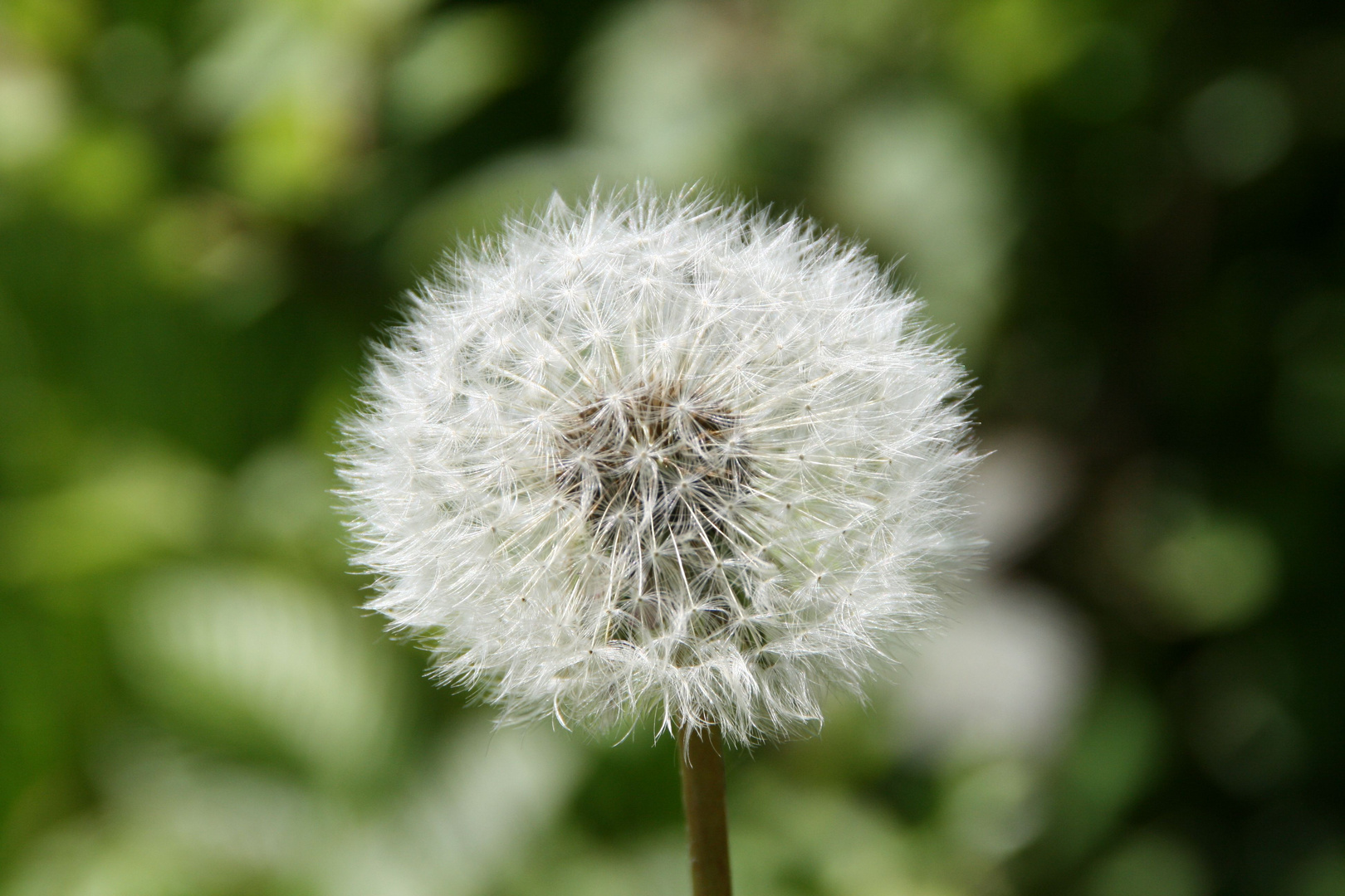 Pusteblume_3733