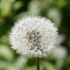 Pusteblume_3733