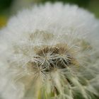 Pusteblume4