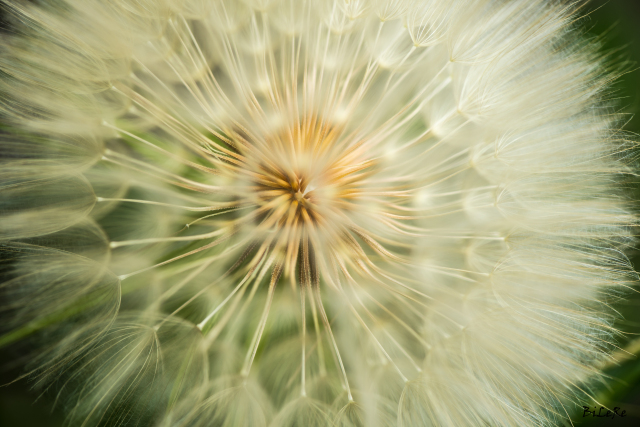 pusteblume_dsc9756