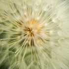 pusteblume_dsc9756