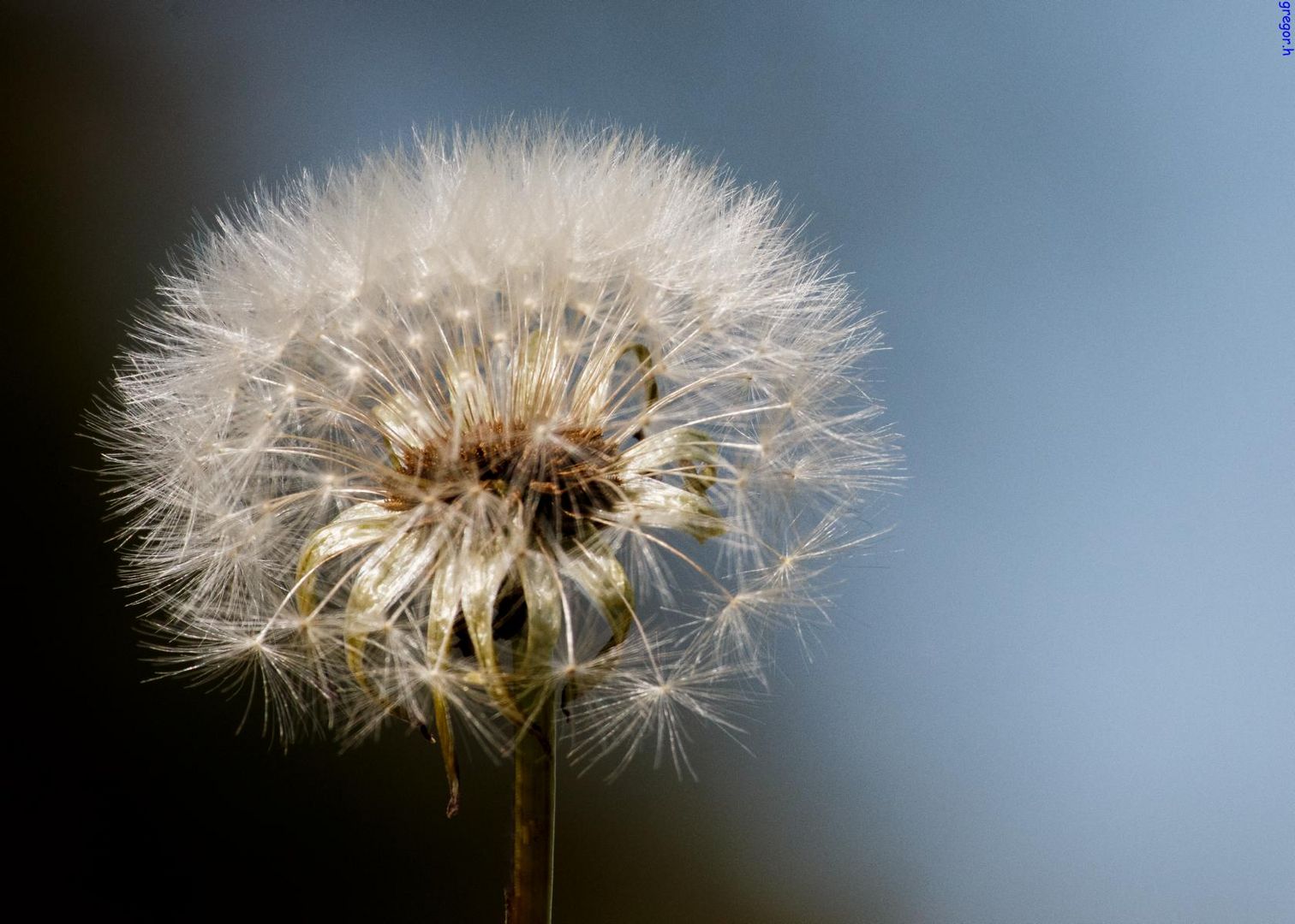 Pusteblume,Frühling 2016