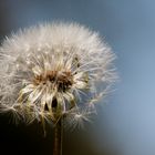 Pusteblume,Frühling 2016