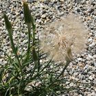 PUSTEBLUME.IMG_20210629_105205