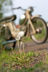 Pusteblume...ist ne Zündapp