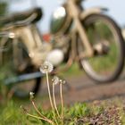 Pusteblume...ist ne Zündapp