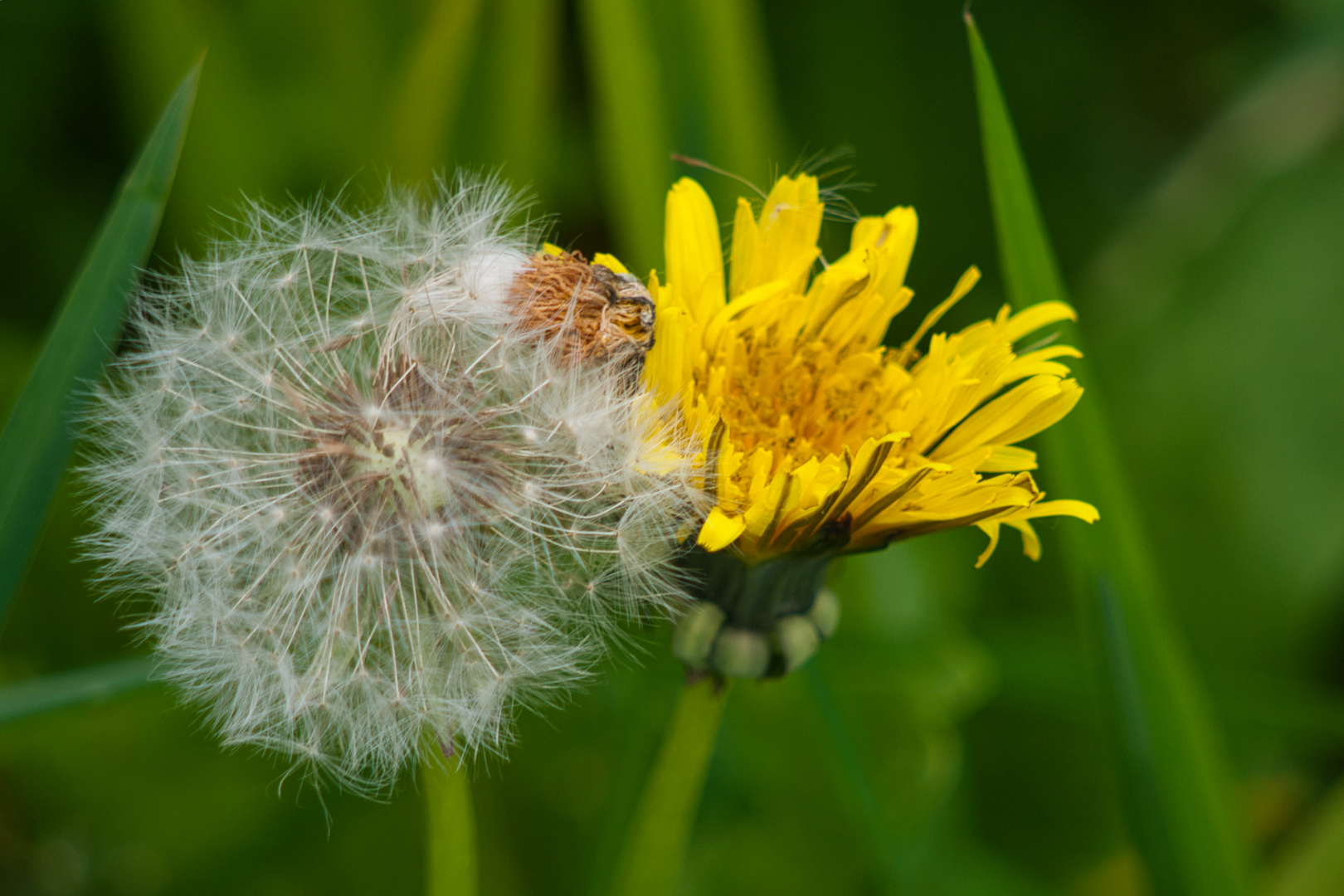 Pusteblume_Löwenzahn