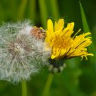 Pusteblume_Löwenzahn