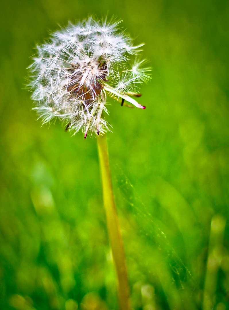 Pusteblume,Löwenzahn,Taraxacum,Ruderalia