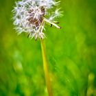 Pusteblume,Löwenzahn,Taraxacum,Ruderalia