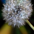 Pusteblume_MG_7800