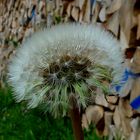 -Pusteblume...mit Anhang-