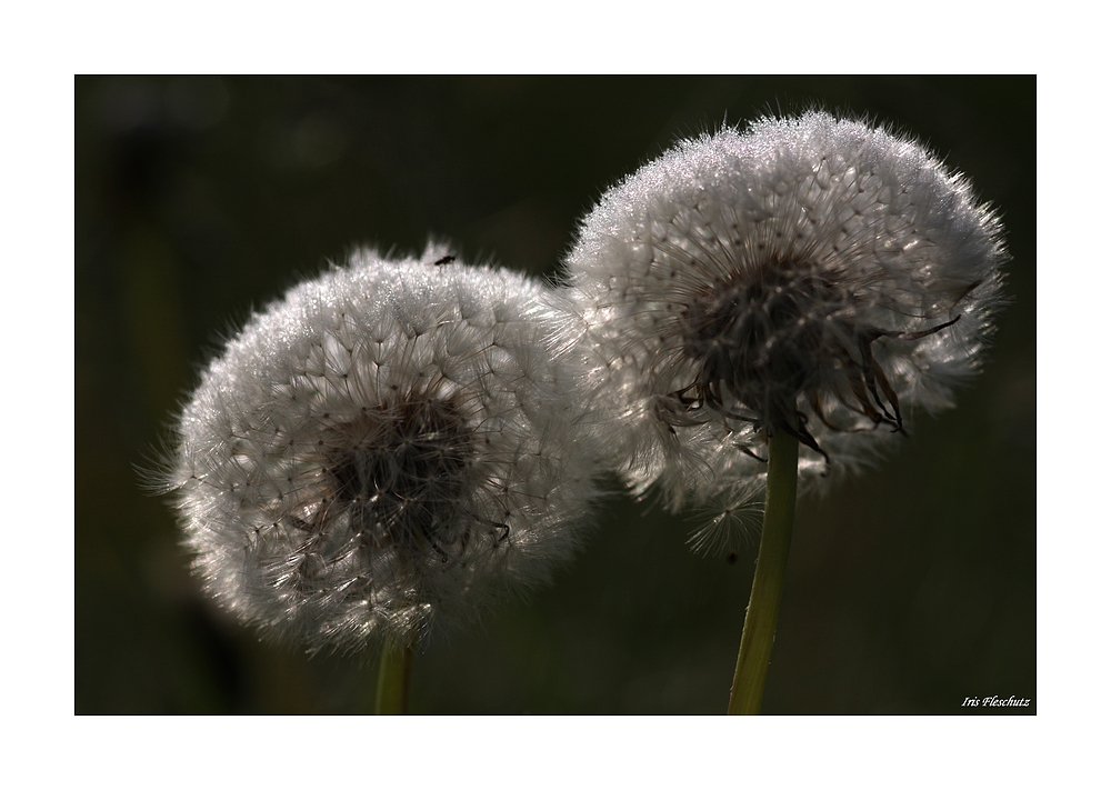 Pusteblumen