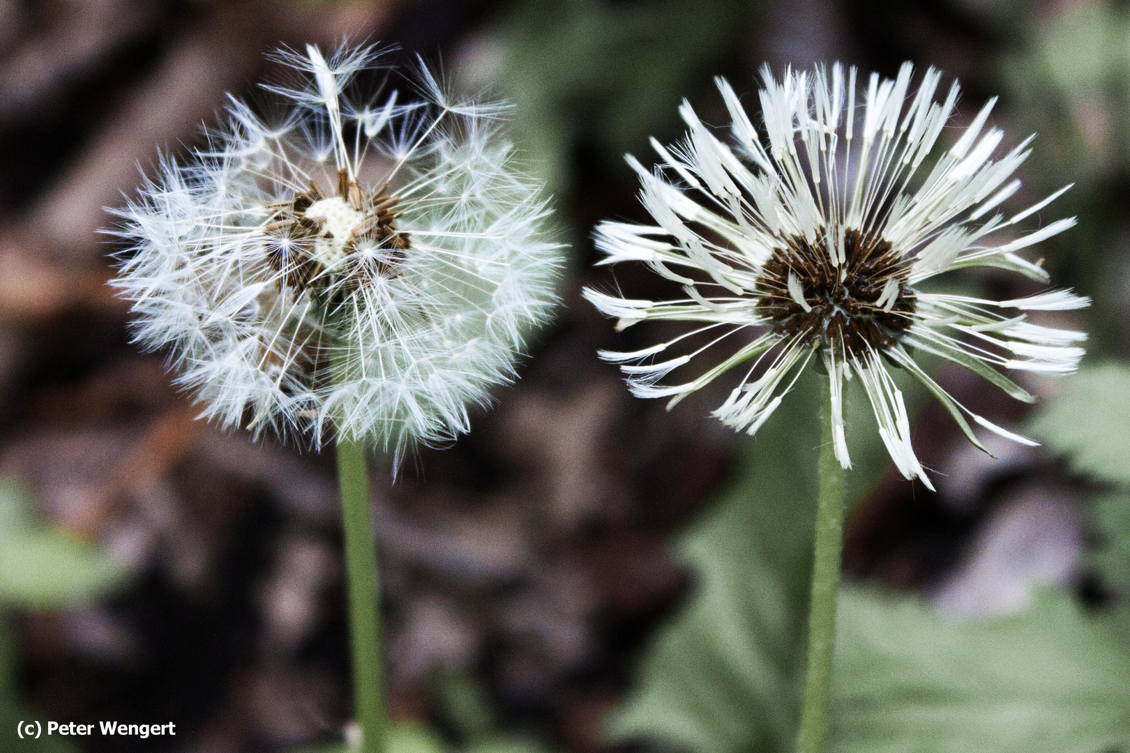 Pusteblumen