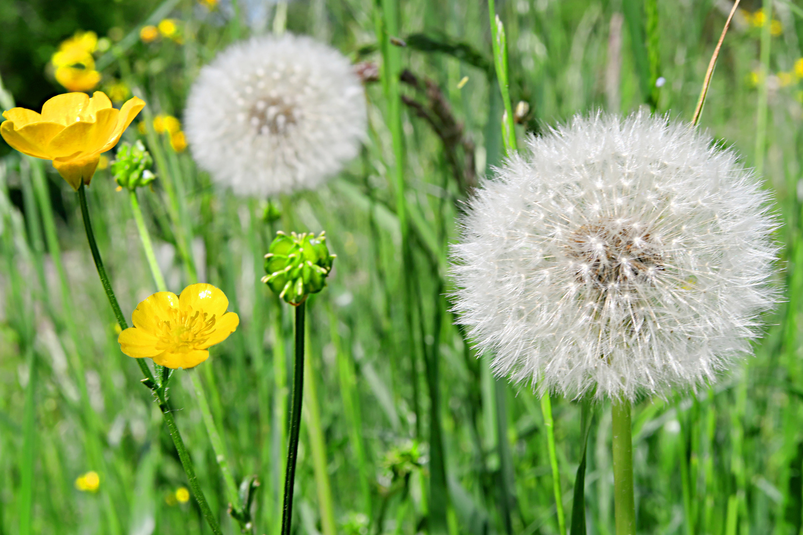 Pusteblumen