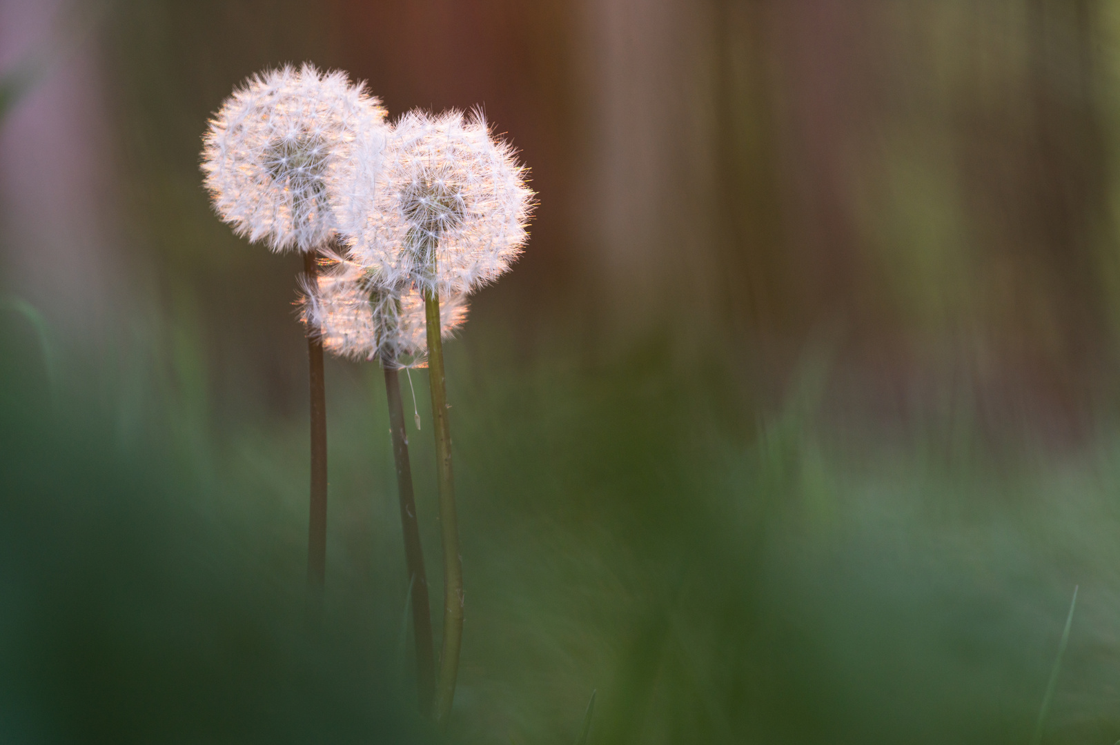 _____Pusteblumen_________________