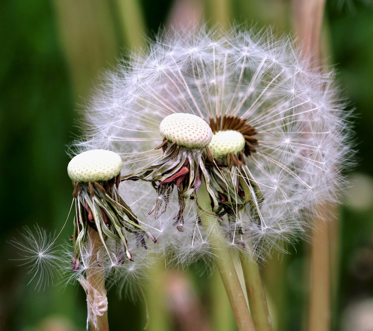 Pusteblumen