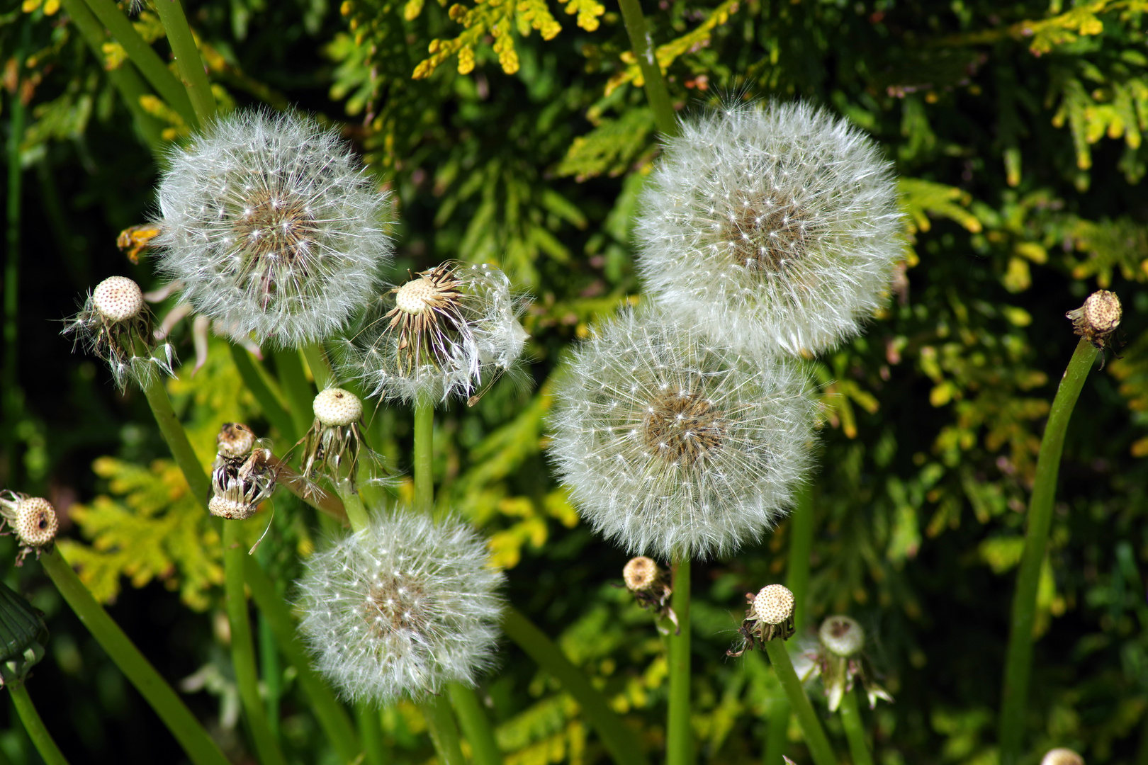 Pusteblumen