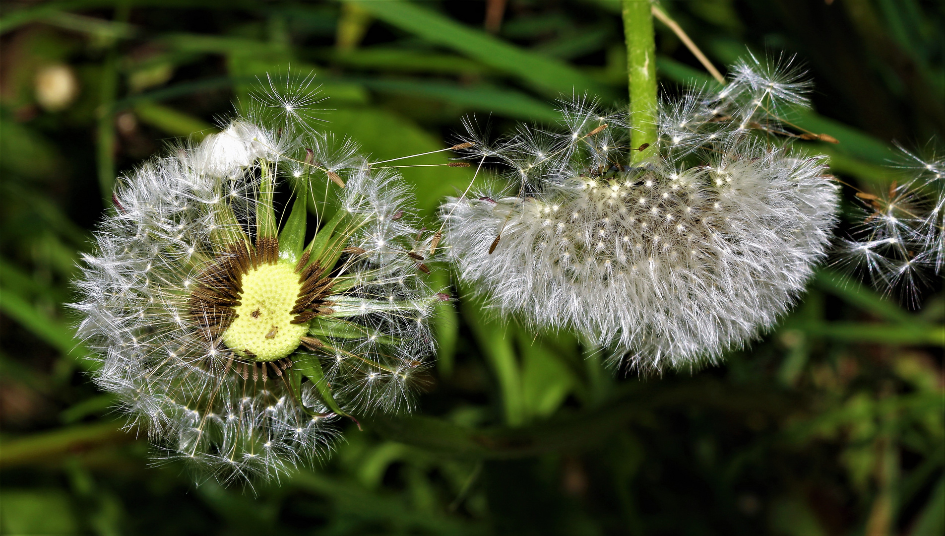 Pusteblumen