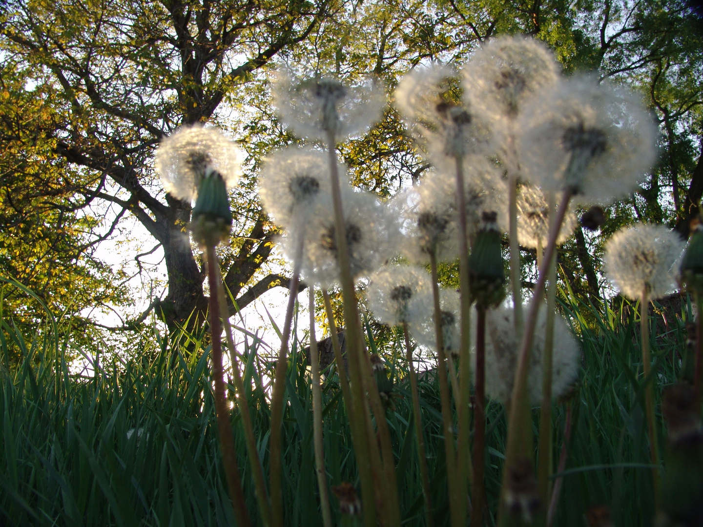 Pusteblumen