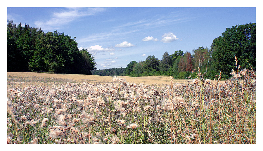 Pusteblumen