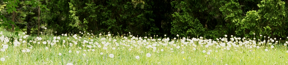 Pusteblumen