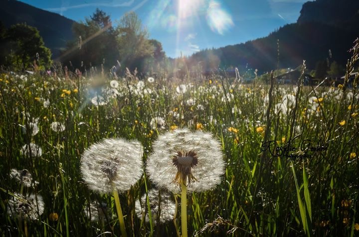 Pusteblumen