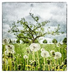 Pusteblumen ...