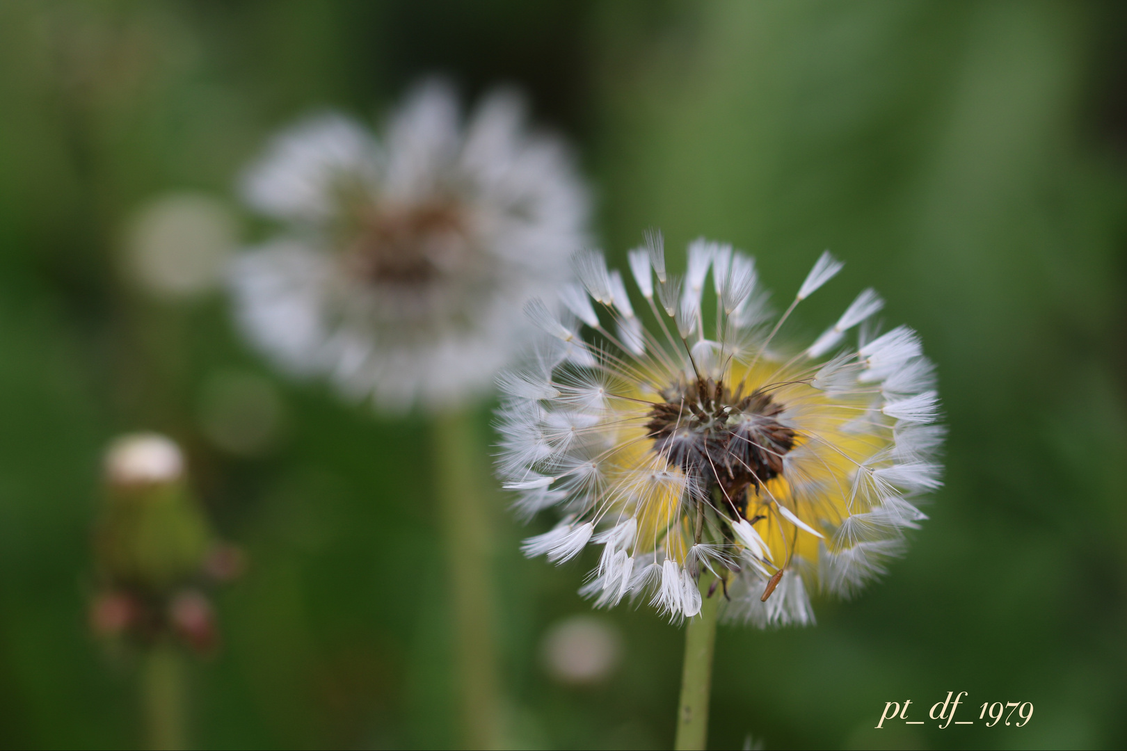 Pusteblumen