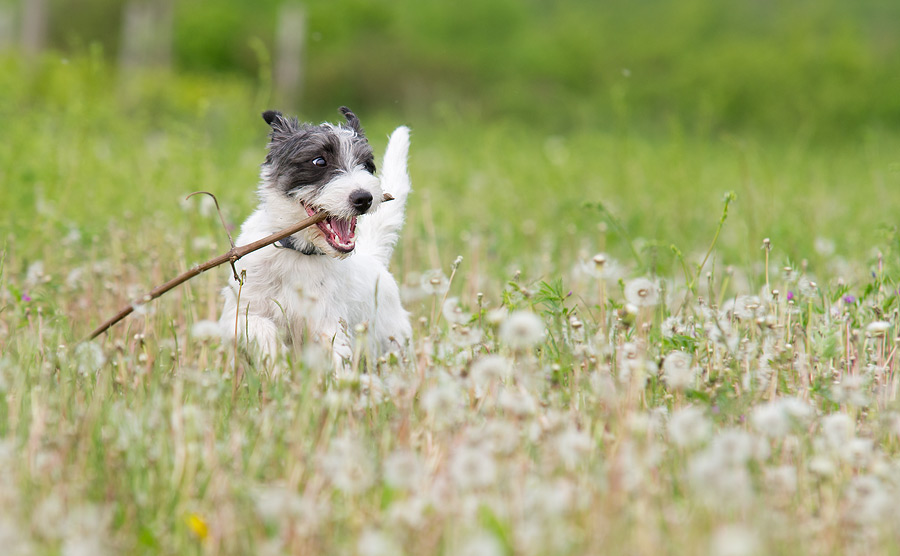 Pusteblume(n)