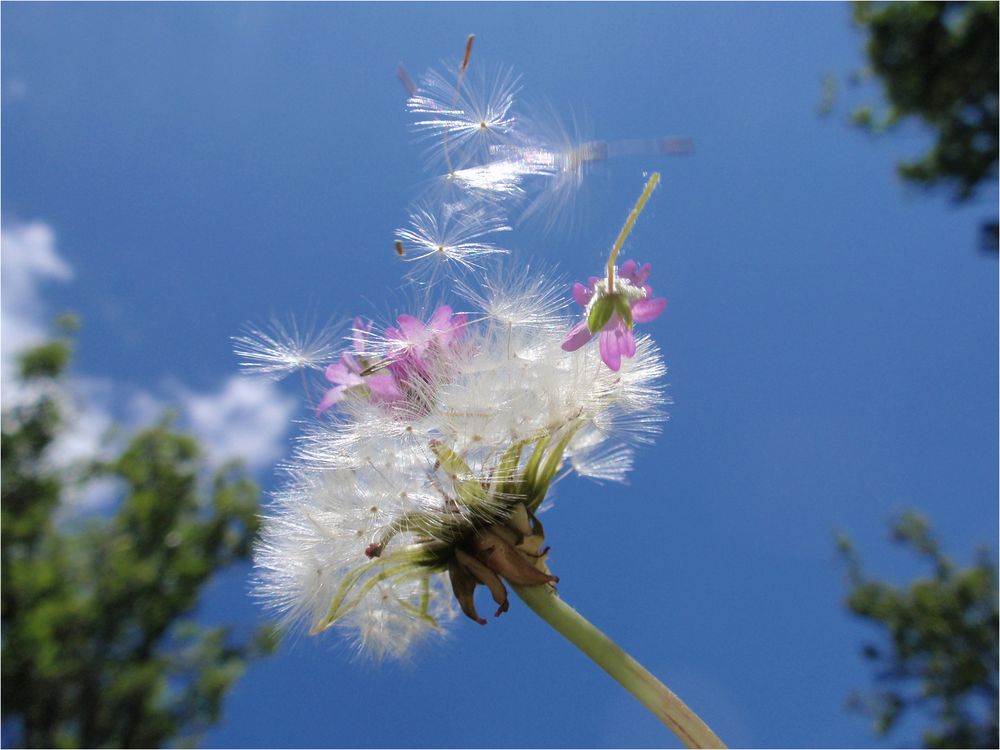 Pusteblumen