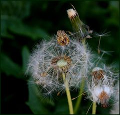 Pusteblumen