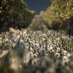 Pusteblumen