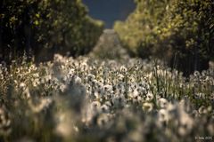 Pusteblumen