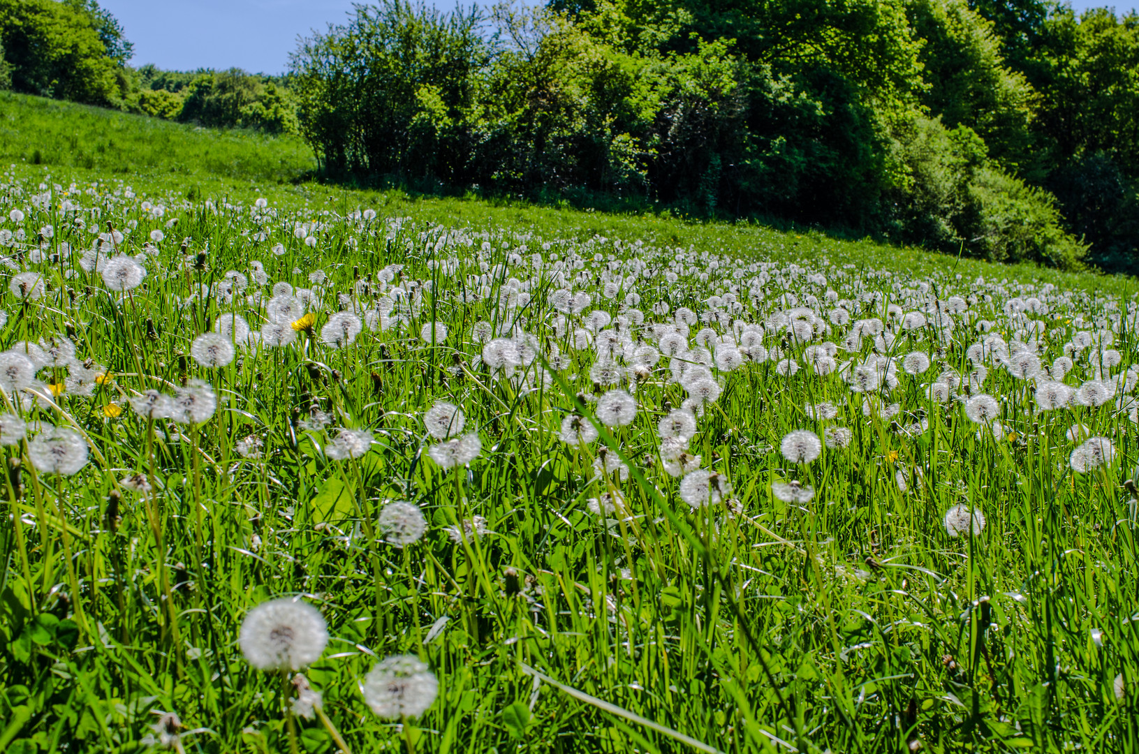 Pusteblumen