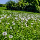 Pusteblumen