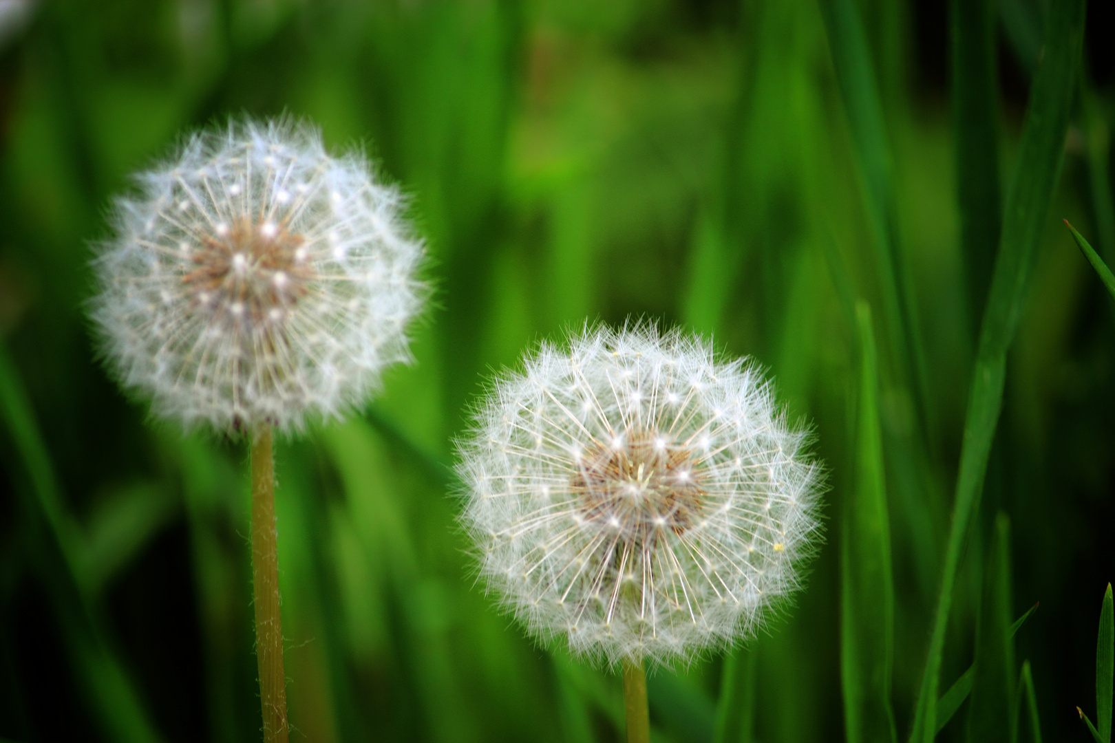 Pusteblumen