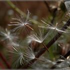 Pusteblumen