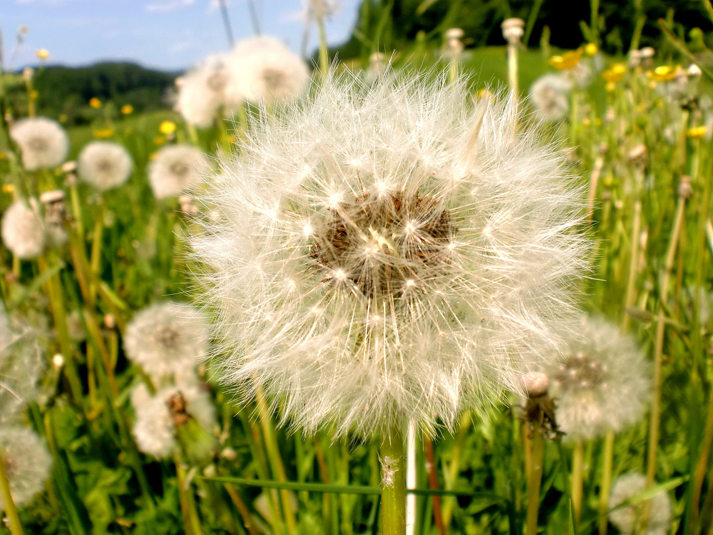 Pusteblumen