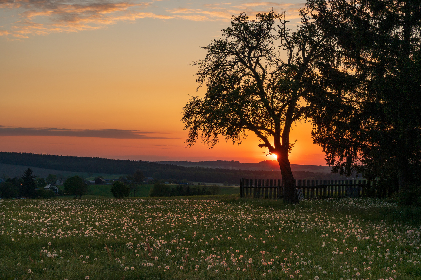 Pusteblumen