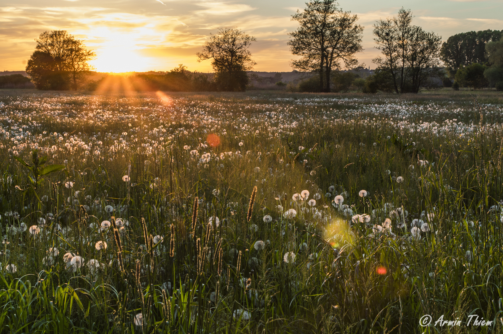 Pusteblumen