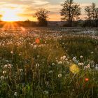Pusteblumen