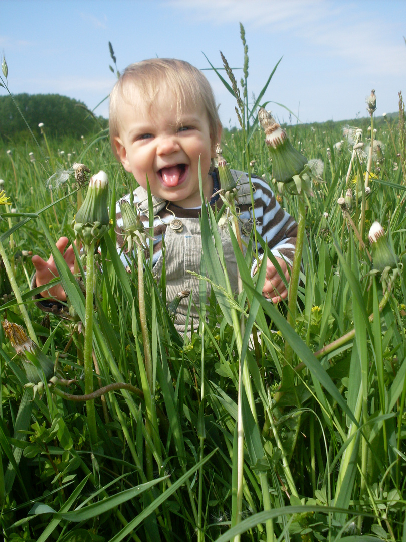 Pusteblumen