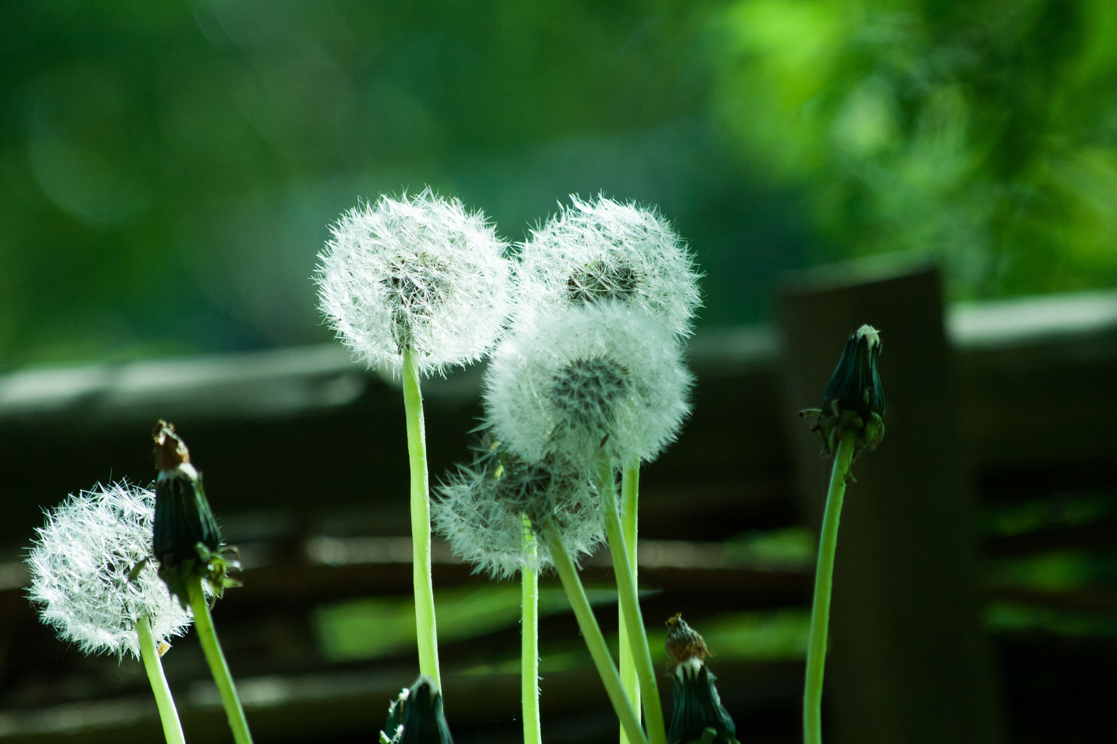 Pusteblumen